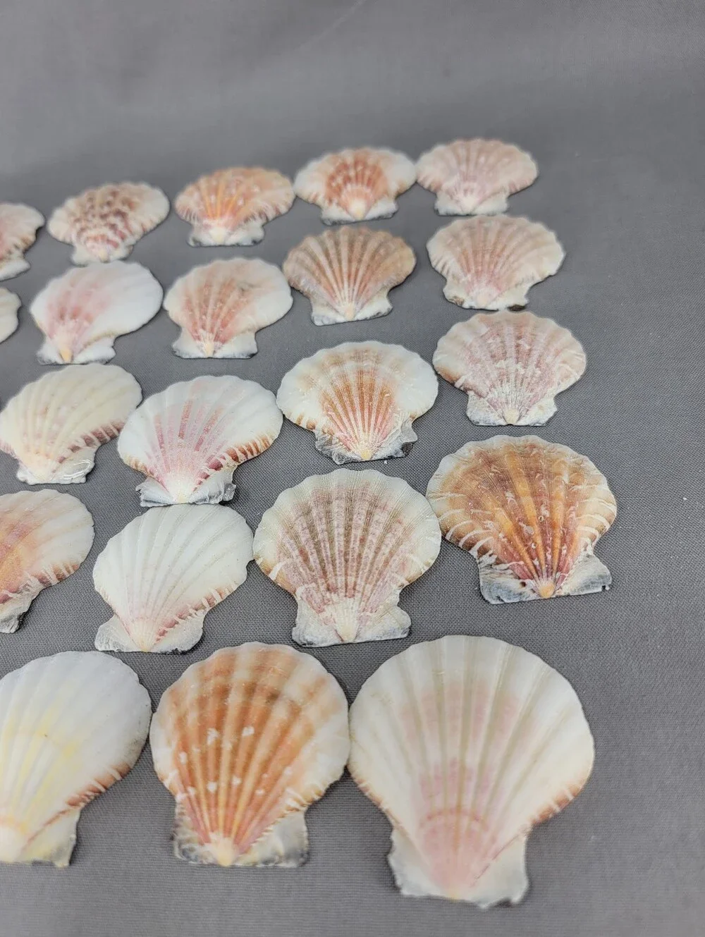 Scallop Seashell Shell Coastal Beach Decor Crafts Miscellaneous Lot